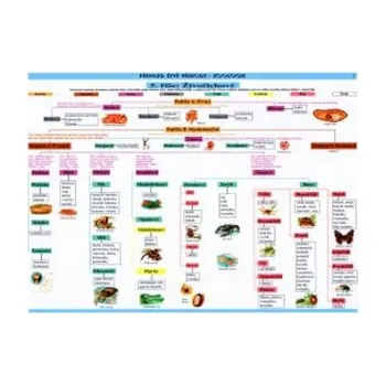 Tabulka - zoologie – collegium