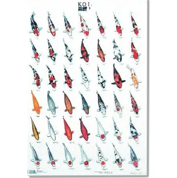 Zahradní jezírko Plakát KOI 3