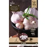 Florex česnek jarní Arno 3 ks