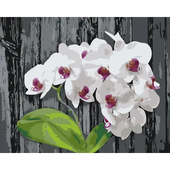 Malování podle čísel - Bíla orchidej Velikost: 40x50cm, Rámování: Pouze srolované plátno