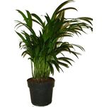 Dypsis Lutescens Seznam Cz