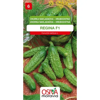 Semeno Osiva Moravia Regina F1 okurka nakladačka hruboostná 1 g