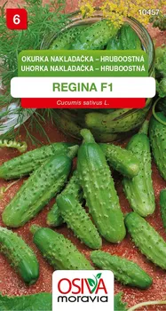 Semeno Osiva Moravia Regina F1 okurka nakladačka hruboostná 1 g