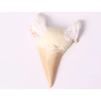 Magieprirody.cz Fosilie žraločí zub velký 6 cm #252