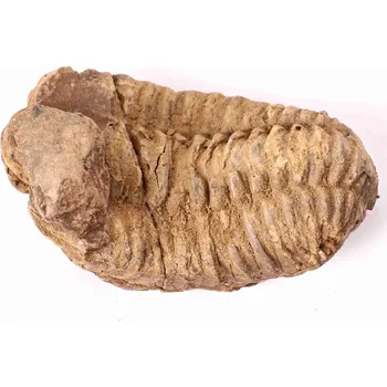 Magieprirody.cz Fosilie Trilobit Calymene Flexicalymene 85 mm #112