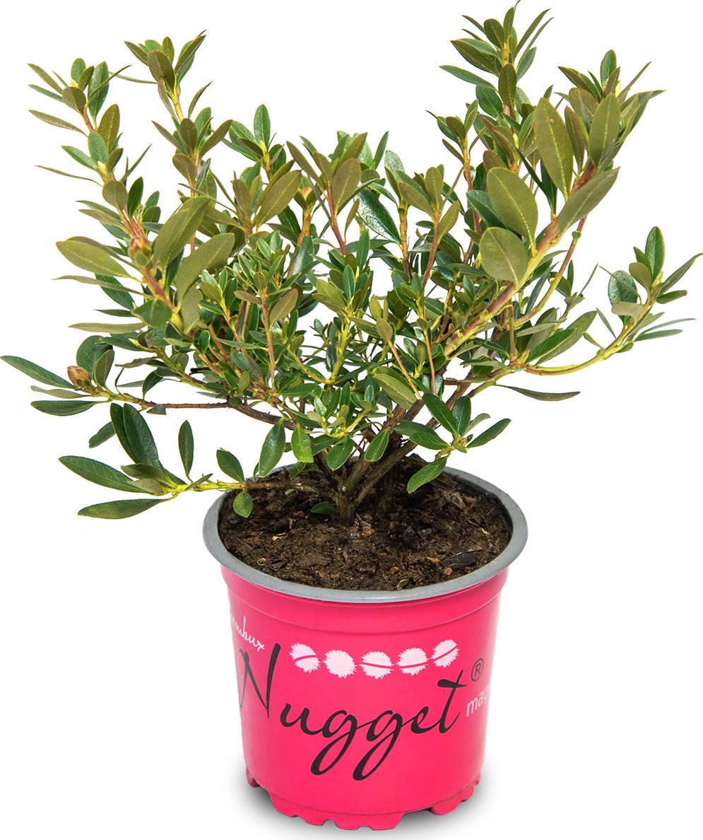 Rhododendron micranthum 'Nugget by Bloombux´® Magenta