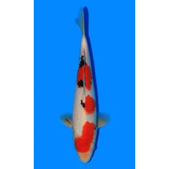 Krmivo pro rybičky HQ Taisho Sanshoku JK 20160123