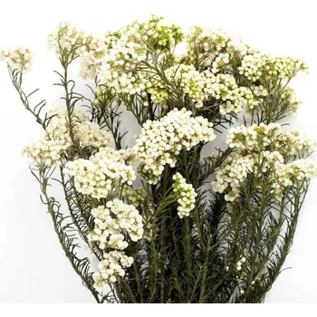 umělá květina Stabilizovaná rostlina Helychrisium Diosmi bílá 30-60 cm