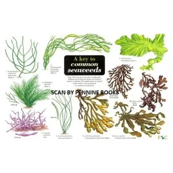 A Key to Common Seaweeds - Morrell, Steve