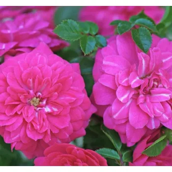 Sazenice Kordes Knirps půdopokryvná růže 2 l