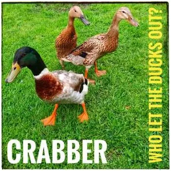 Zahraniční hudba CD Crabber: Who Let The Ducks Out? 2021