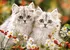 Puzzle Castorland Koťata perské kočky 200 dílků