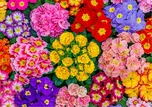 Wooden City Rozkvetlé květiny 2v1 505…