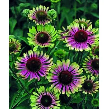 Echinacea purpurea Green Twister