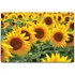 Obraz Malvis Obraz 90 x 60 cm Slunečnice