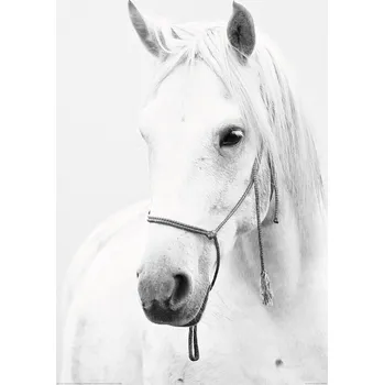 Plakát Plakát, Obraz - Horse - White Horse