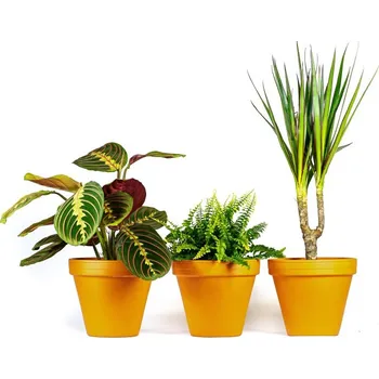 Gardners Set rostlin do ložnice