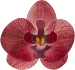 Dekora Květy z jedlého papíru orchidej…