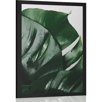 Plakát Dovido Plakát listy monstery