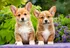 Puzzle Castorland Puzzle Štěňata Welsh Corgi 1000 dílků