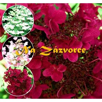 Sazenice Hortenzie ´Wim´s Red®´ (Hydrangea paniculata ´Wim´s Red´ )
