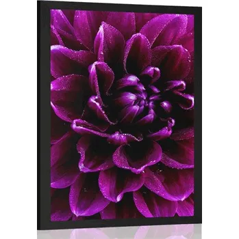 Plakát Dovido Plakát purpurovo-fialový květ
