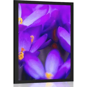 Plakát Dovido Plakát kvetoucí fialový šafrán