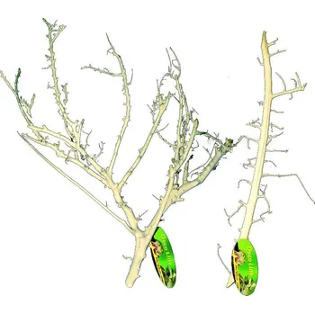 Teraristika Lucky Reptile Coral Wood 30-50 cm