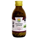 Salvia Paradise Právenka latnatá 120…