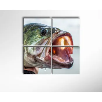 Obraz Malvis ® Obraz Okoun Nilský ROZMĚR (šířka x výška): čtyřdílný čtverec 80x80 cm