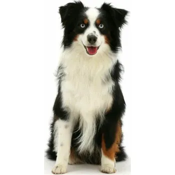 Povlak na dekorativní polštářek Povlak na polštářek Fotopolštář Border kolie 1