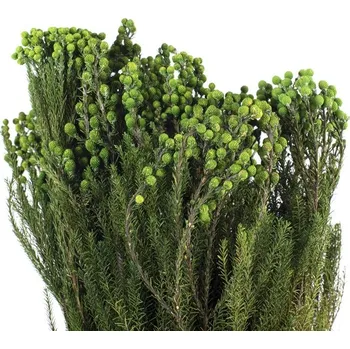 umělá květina Stabilizovaná rostlina Lanuginosa Green 30-60 cm