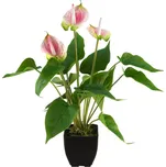EuroPalms Anthurie bílá/růžová