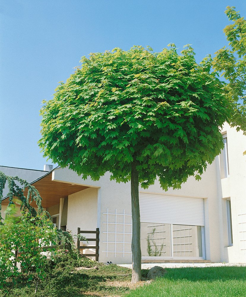 Acer platanoides 'Globosum' Kontejner 15 l, v. kmínku 180 cm