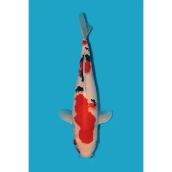 Krmivo pro rybičky HQ Taisho Sanshoku JK 20160131