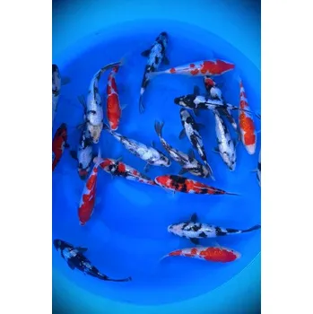 Krmivo pro rybičky Gin Rin Shiro Utsuri ... JK 23MS08