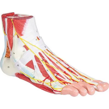 Erler Zimmer Anatomický model chodidla - 9-dílný model