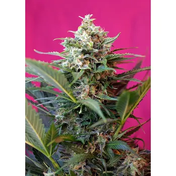 Semeno Sweet Seeds Big Devil XL Auto Balení: 3+1ks