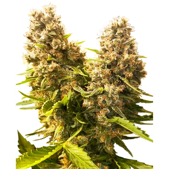 Semeno Sensi Seeds Banana Kush Cake Auto Balení: 5ks