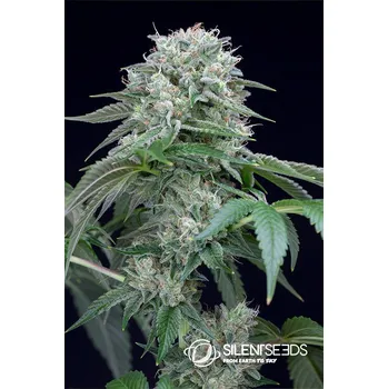 Semeno Silent Seeds Starfire OG Balení: 3ks