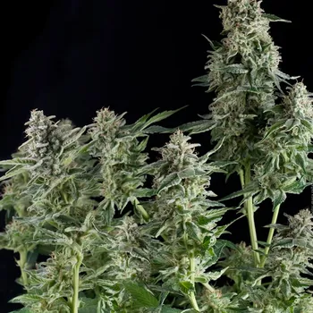 Semeno Pyramid Seeds Northern Lights CBD Balení: 3+1ks