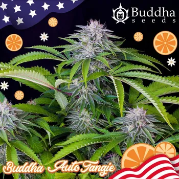 Semeno Buddha Seeds Tangie Auto Balení: 3ks