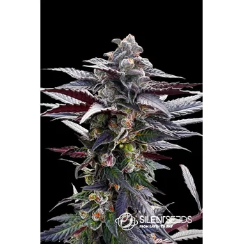 Semeno Silent Seeds Pink Sunset by Sherbinskis Balení: 5ks