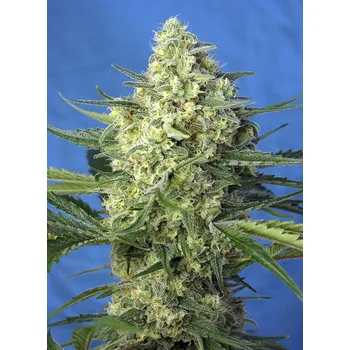 Semeno Sweet Seeds Jack 47 XL Auto Balení: 3+1ks