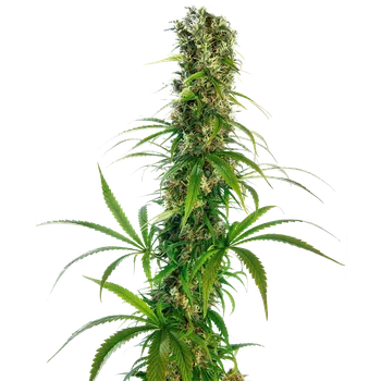 Semeno Sensi Seeds Michka Balení: 5ks