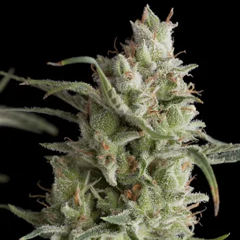 Semeno Pyramid Seeds Super OG Kush Balení: 5+2ks