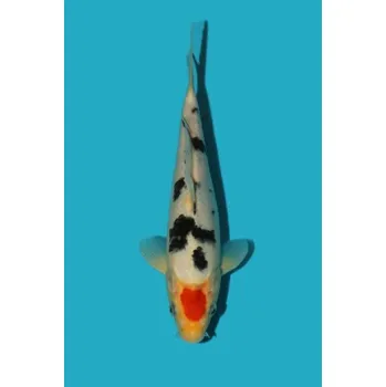 Krmivo pro rybičky Tancho Sanke ... JK 24SL20001