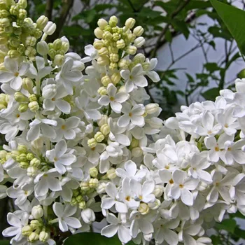 Sazenice ŠEŘÍK KEŘOVÝ ´EXCELLENT´