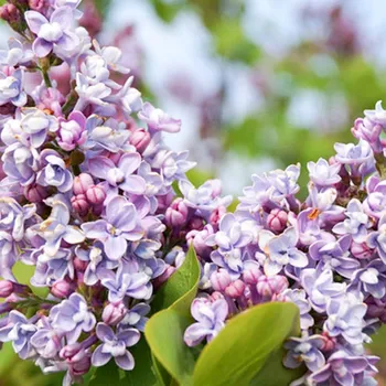 Sazenice ŠEŘÍK KEŘOVÝ´MICHEL BUCHNER´ kont. 2L