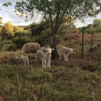 Zahraniční hudba CD Josephine Foster: No Harm Done 2021